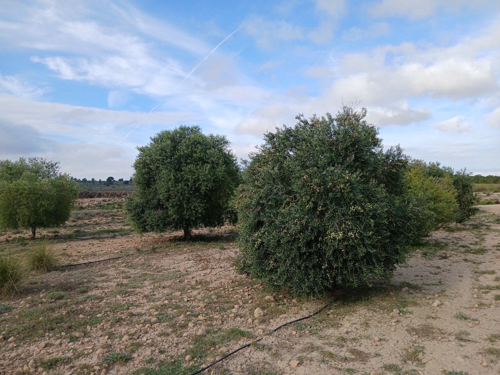 2 plots sold together