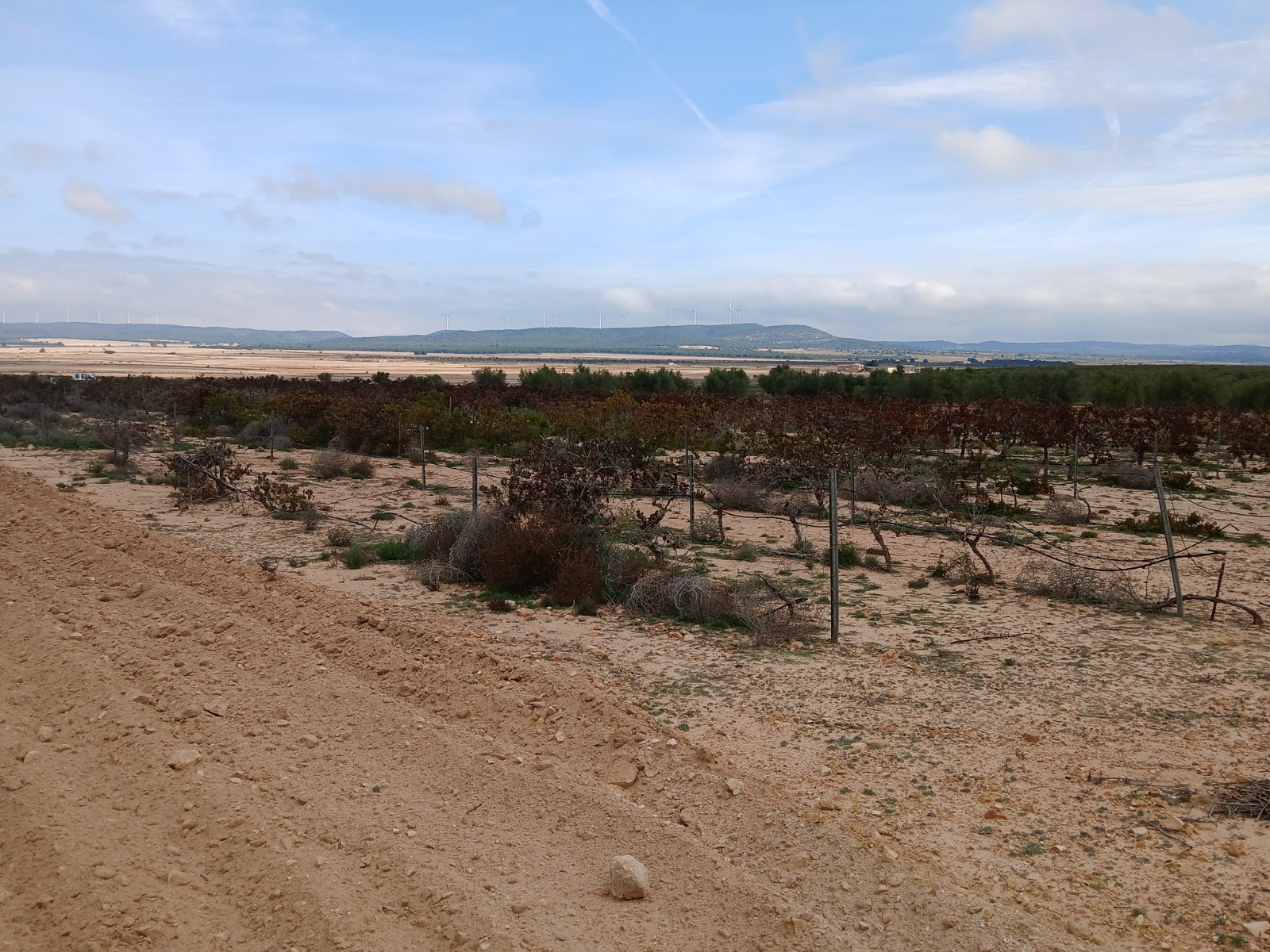 Exterior view in land for sale in Yecla