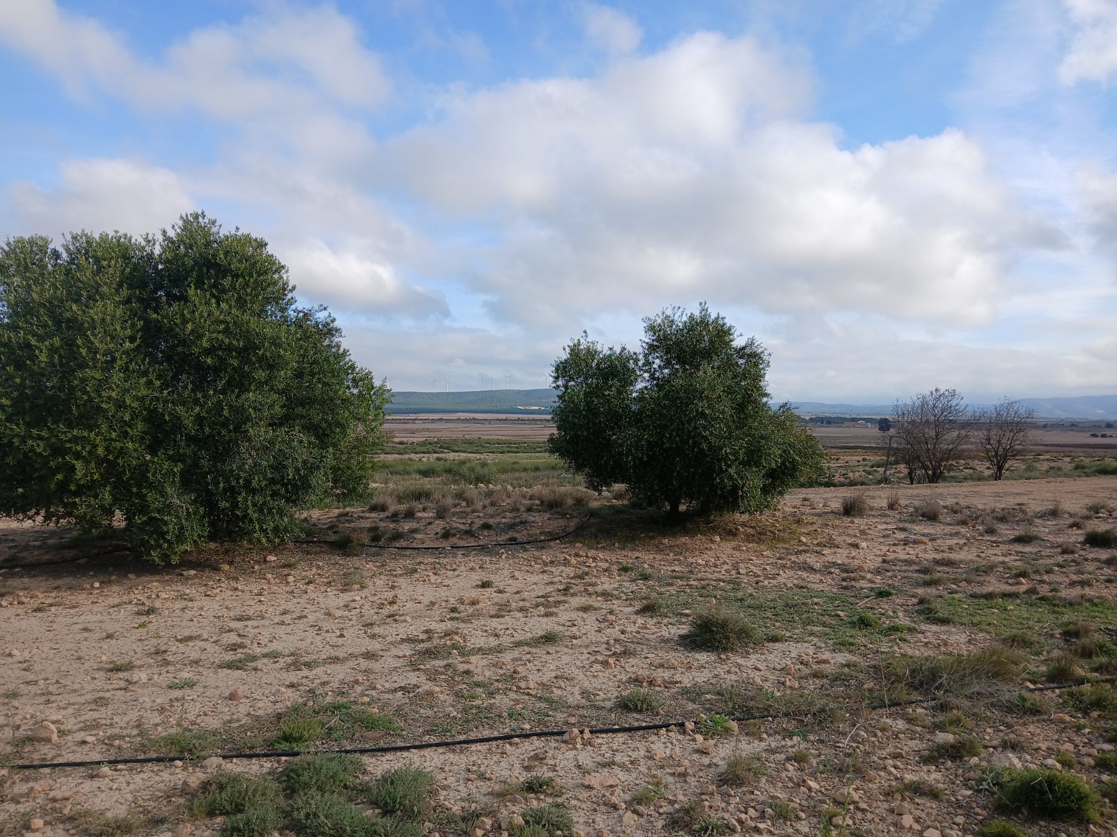 2 plots sold together