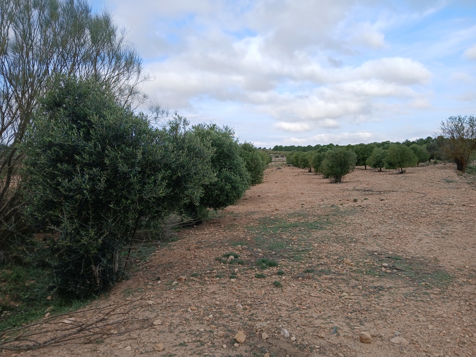 2 plots sold together