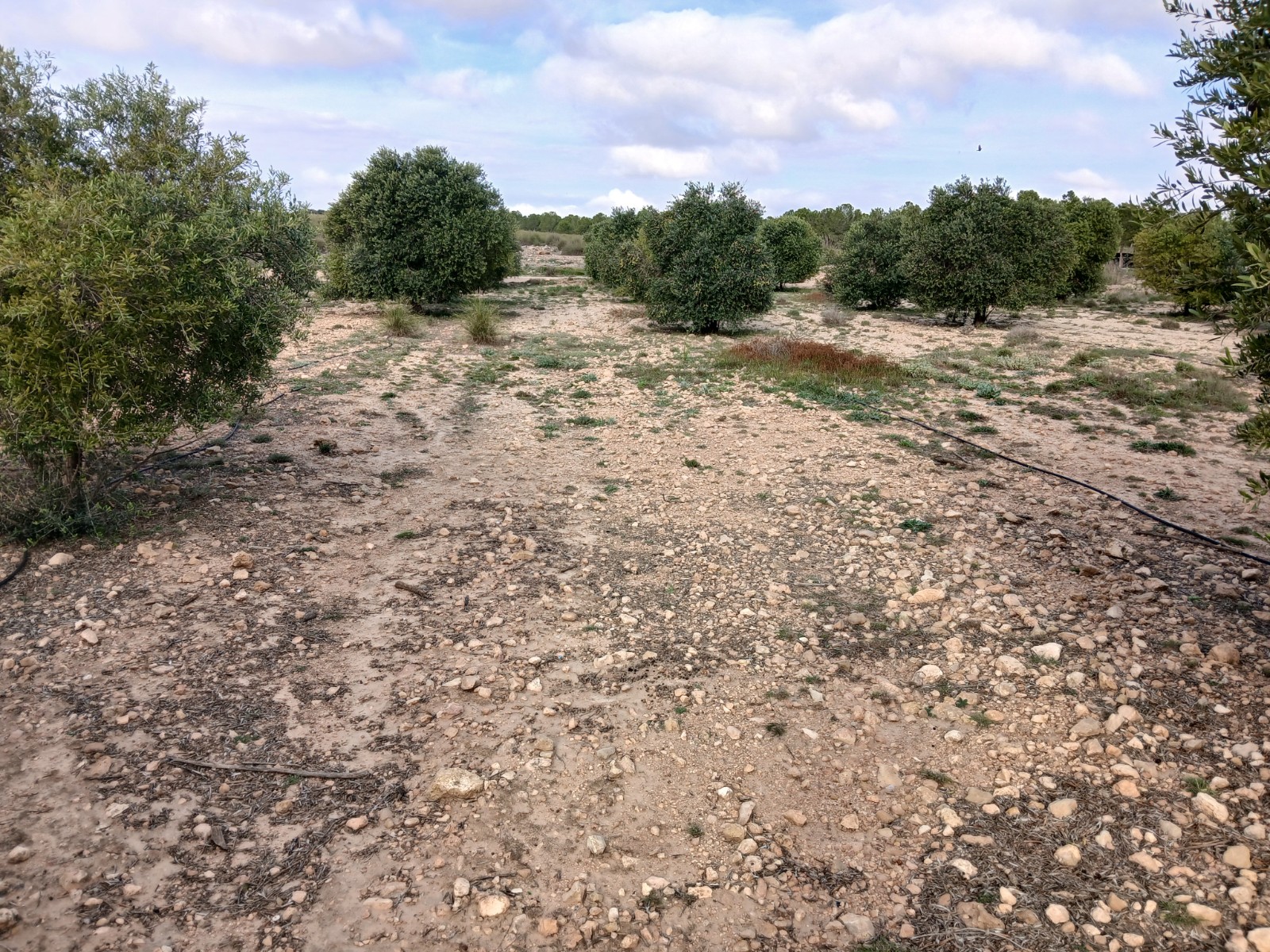 2 plots sold together