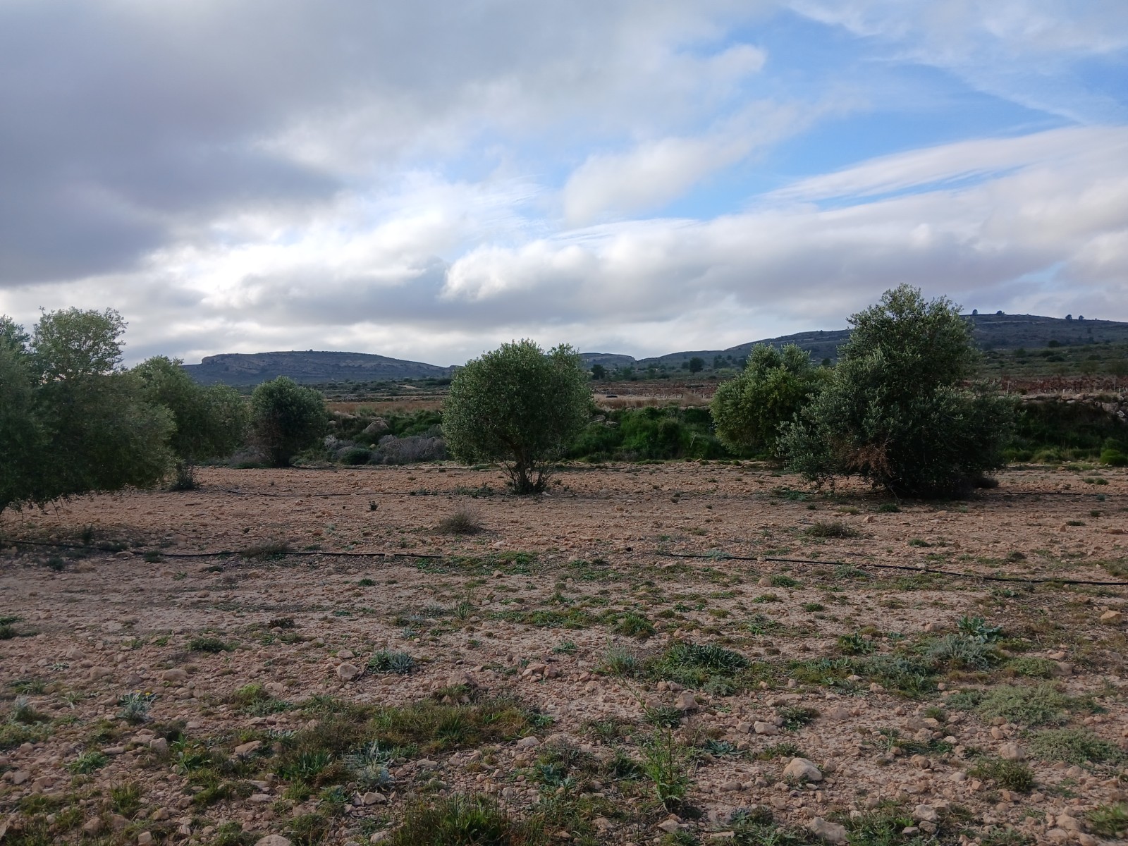 Terrace in land for sale in Yecla