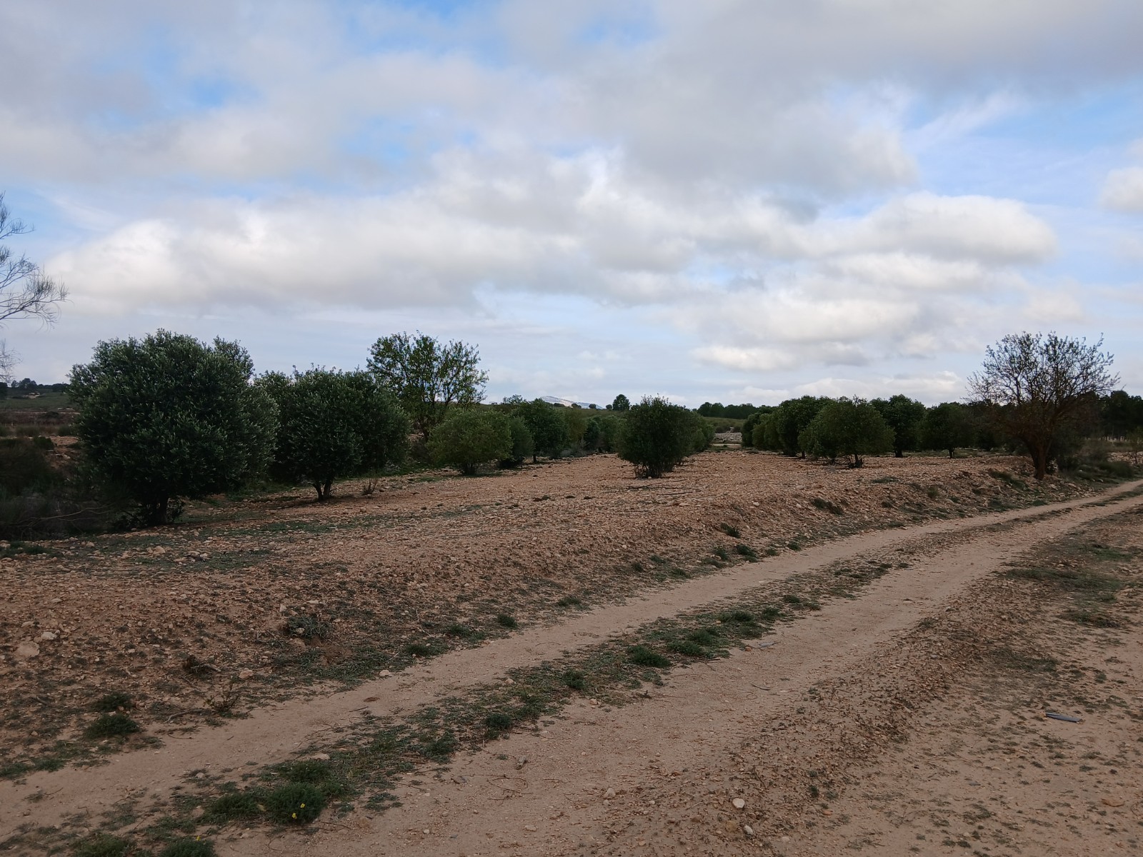 Pool area in land for sale in Yecla