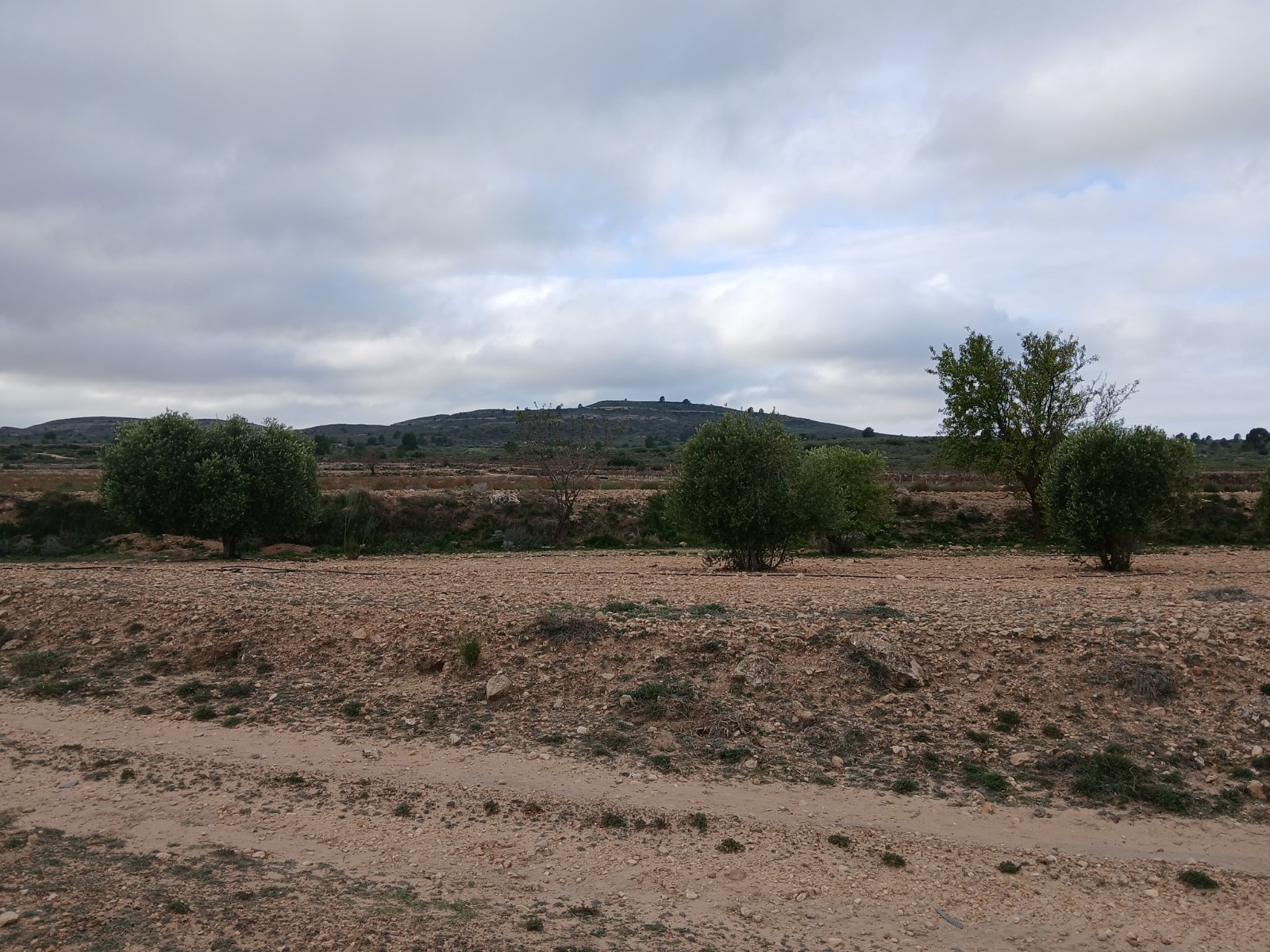Garden in land for sale in Yecla