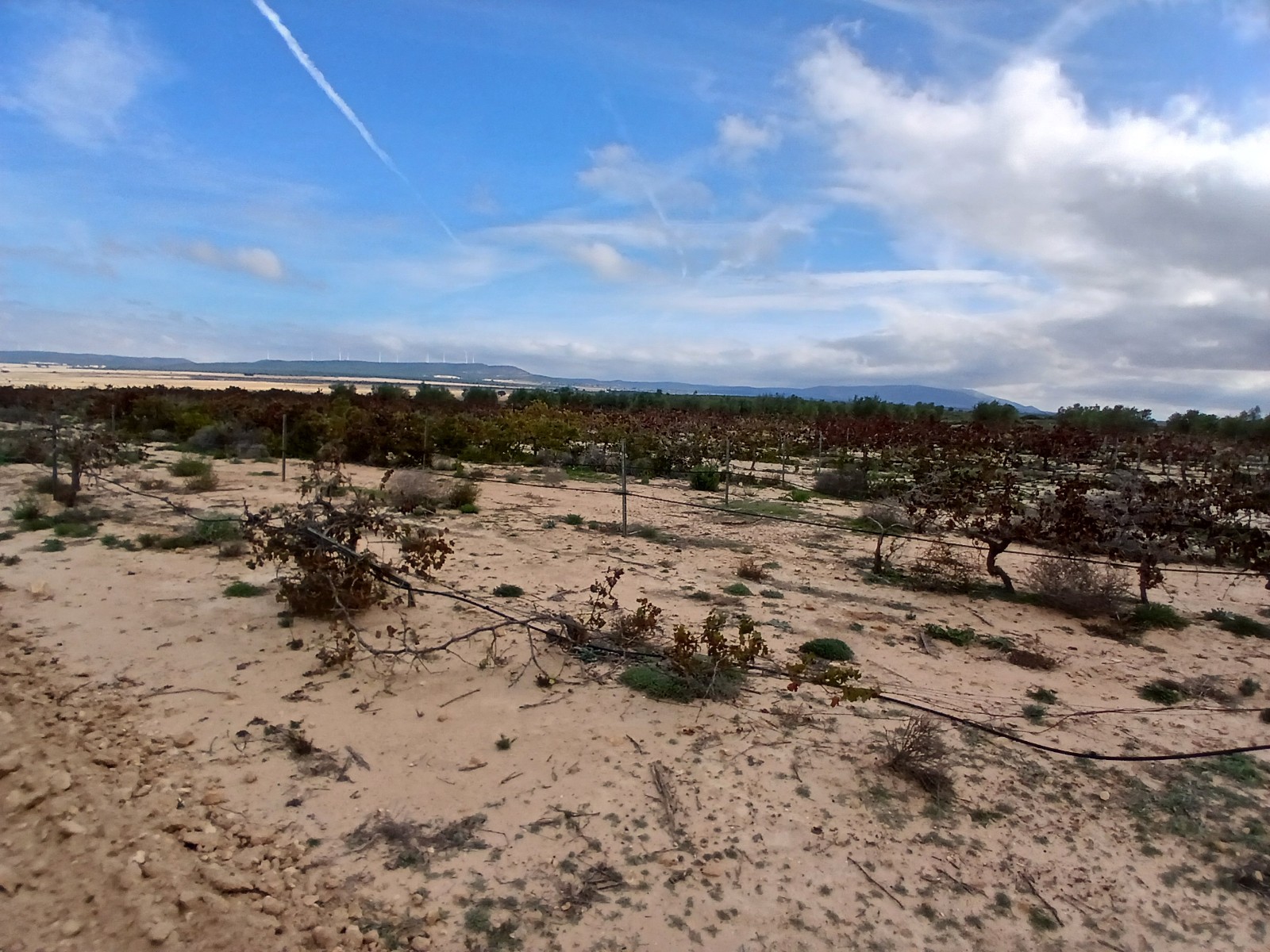 Dining area in land for sale in Yecla