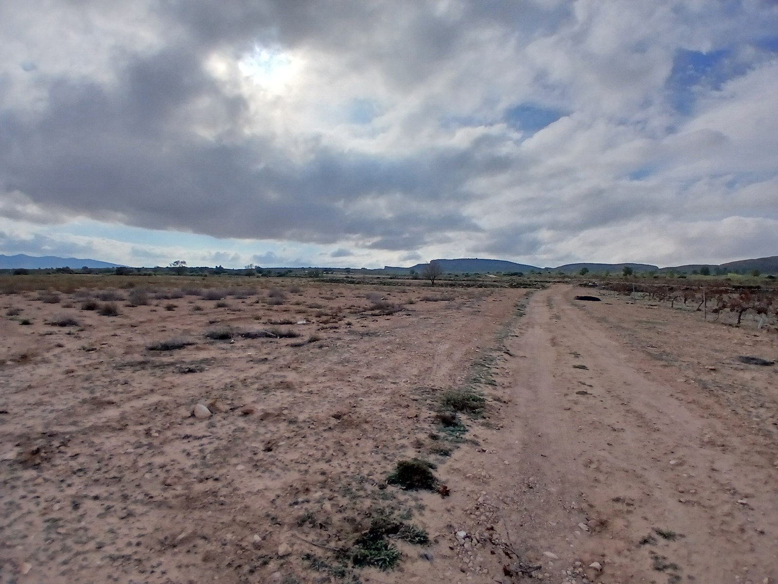 Garden in land for sale in Yecla