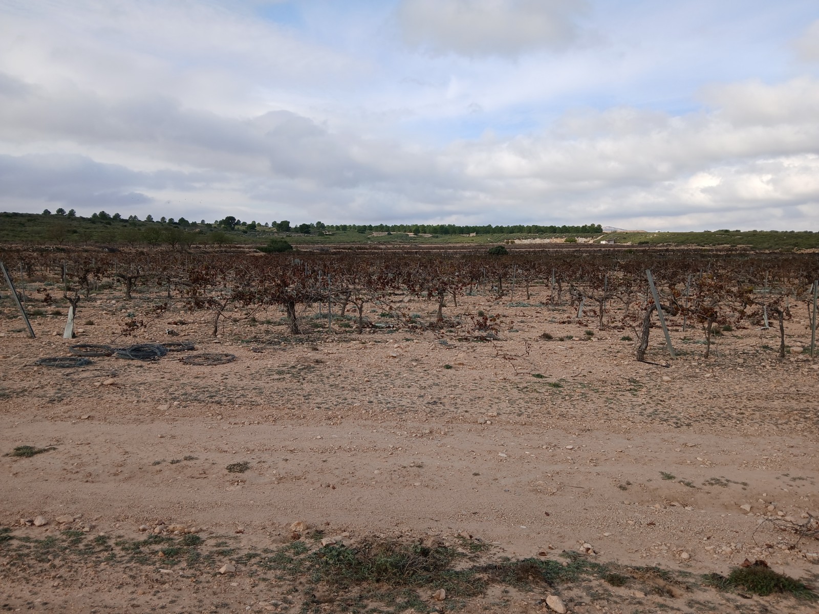 Exterior view in land for sale in Yecla