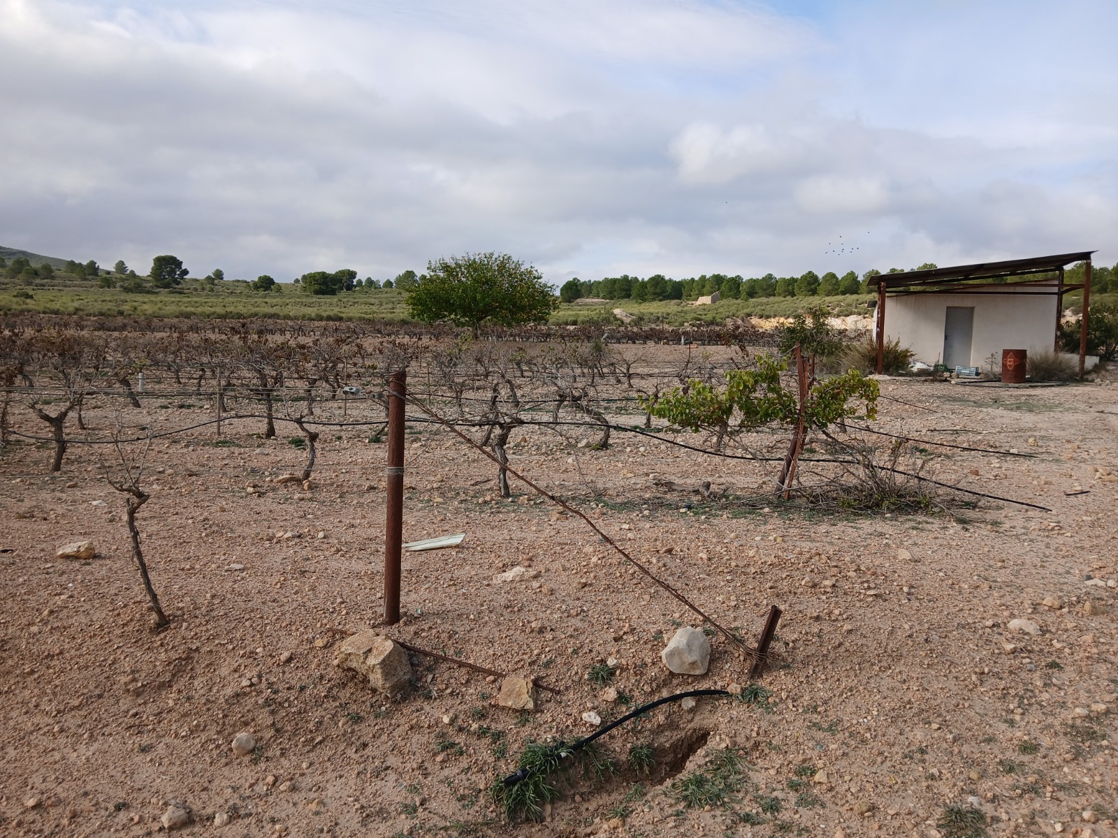 Terrace in land for sale in Yecla