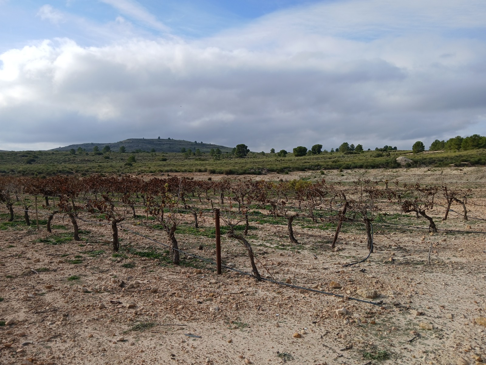 Garden in land for sale in Yecla