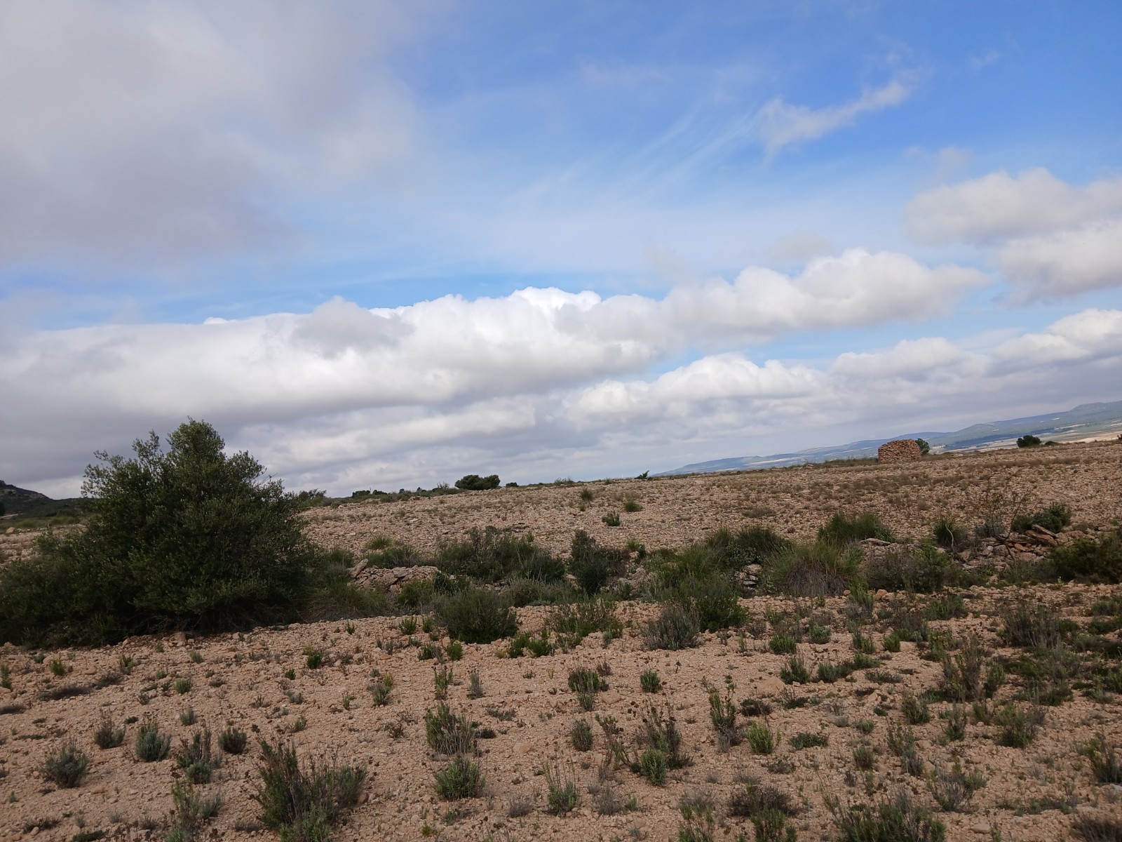 Garden in land for sale in Yecla