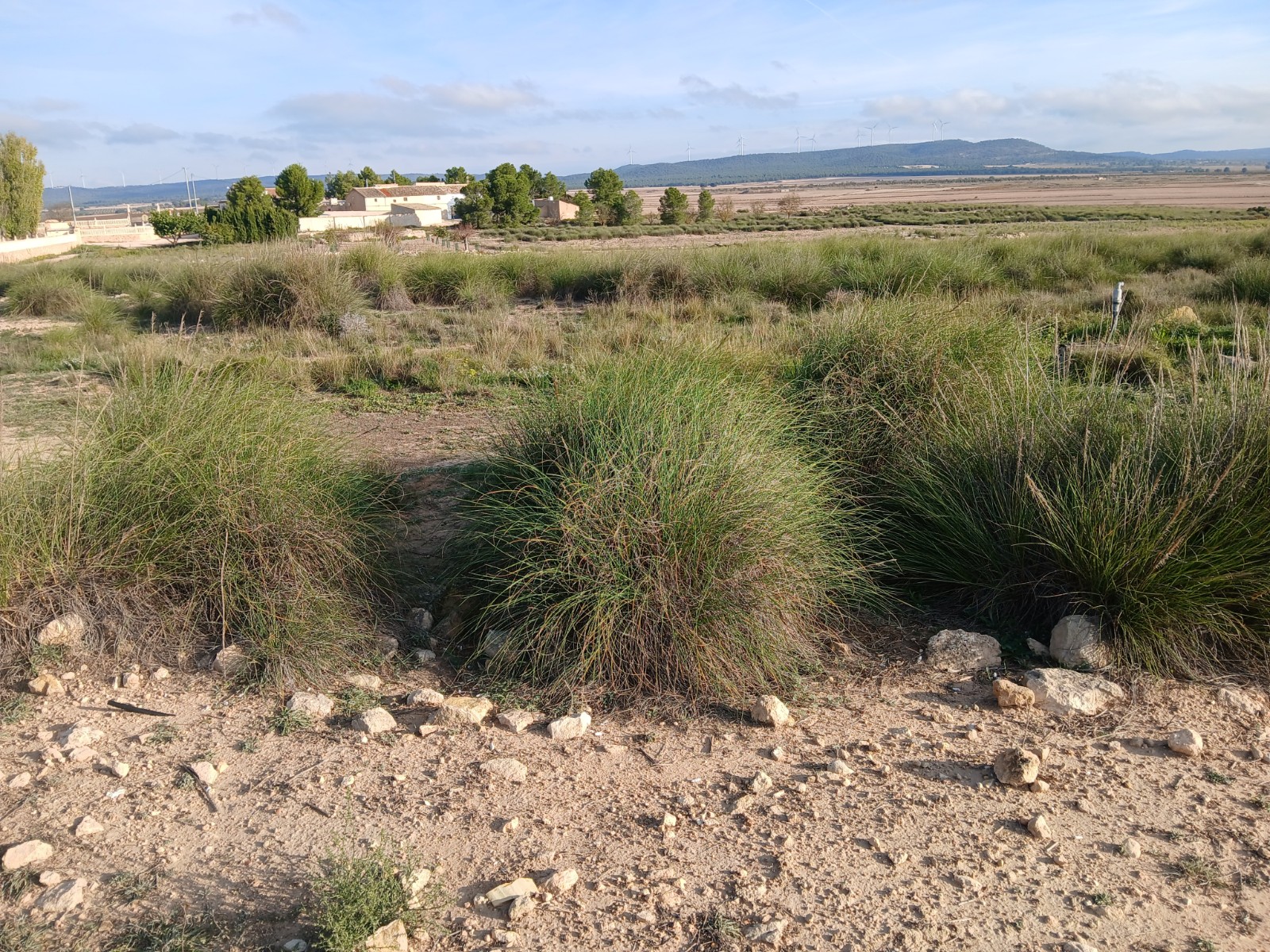 Terrace in land for sale in Yecla