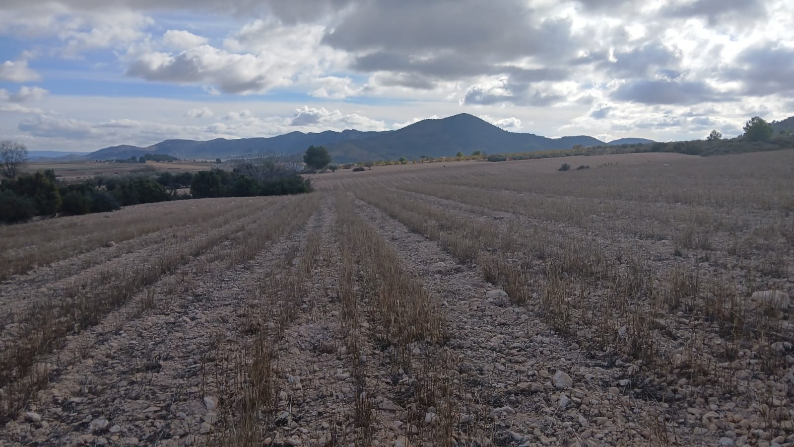 Kitchen in land for sale in Yecla