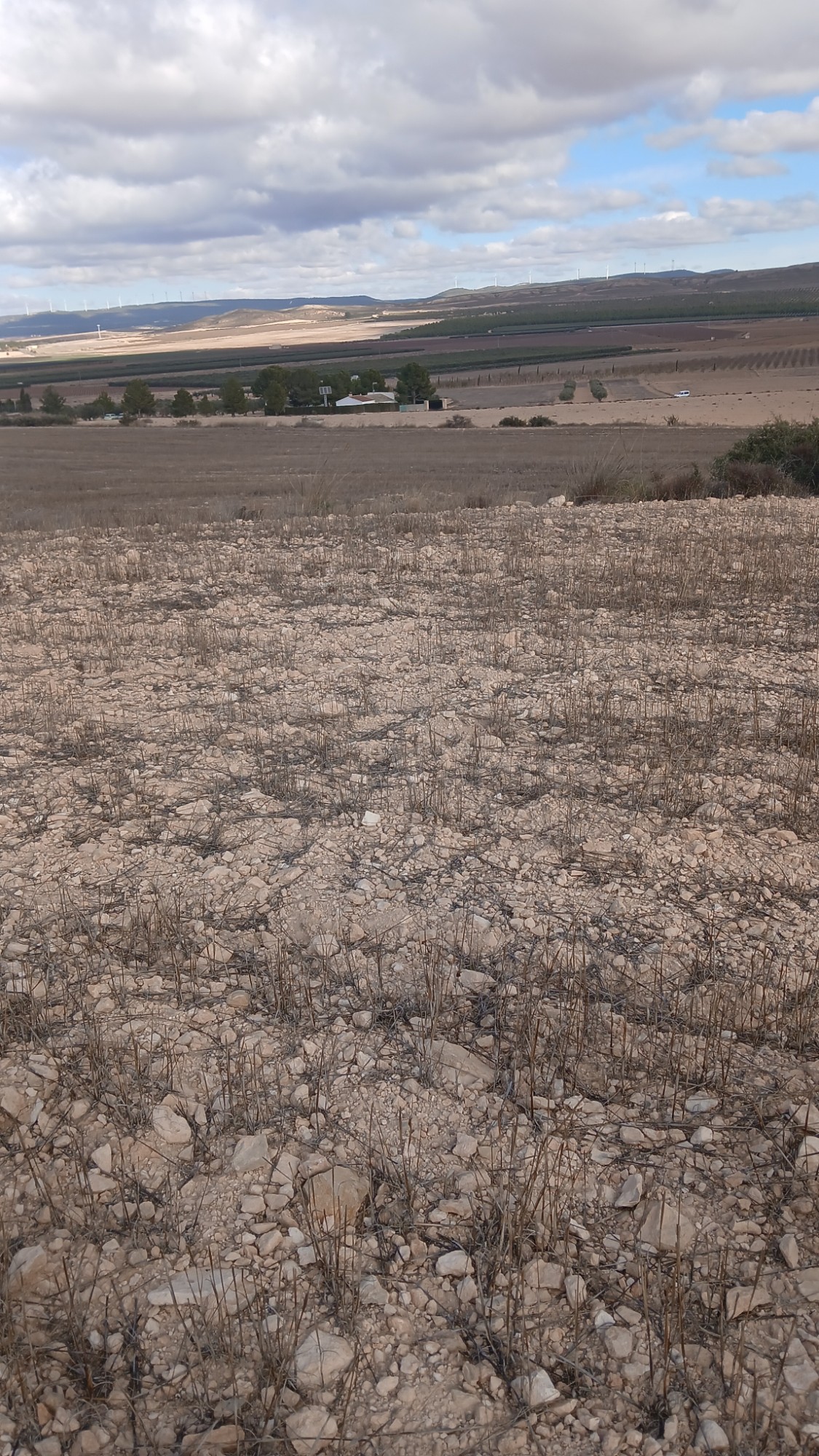 Terrace in land for sale in Yecla