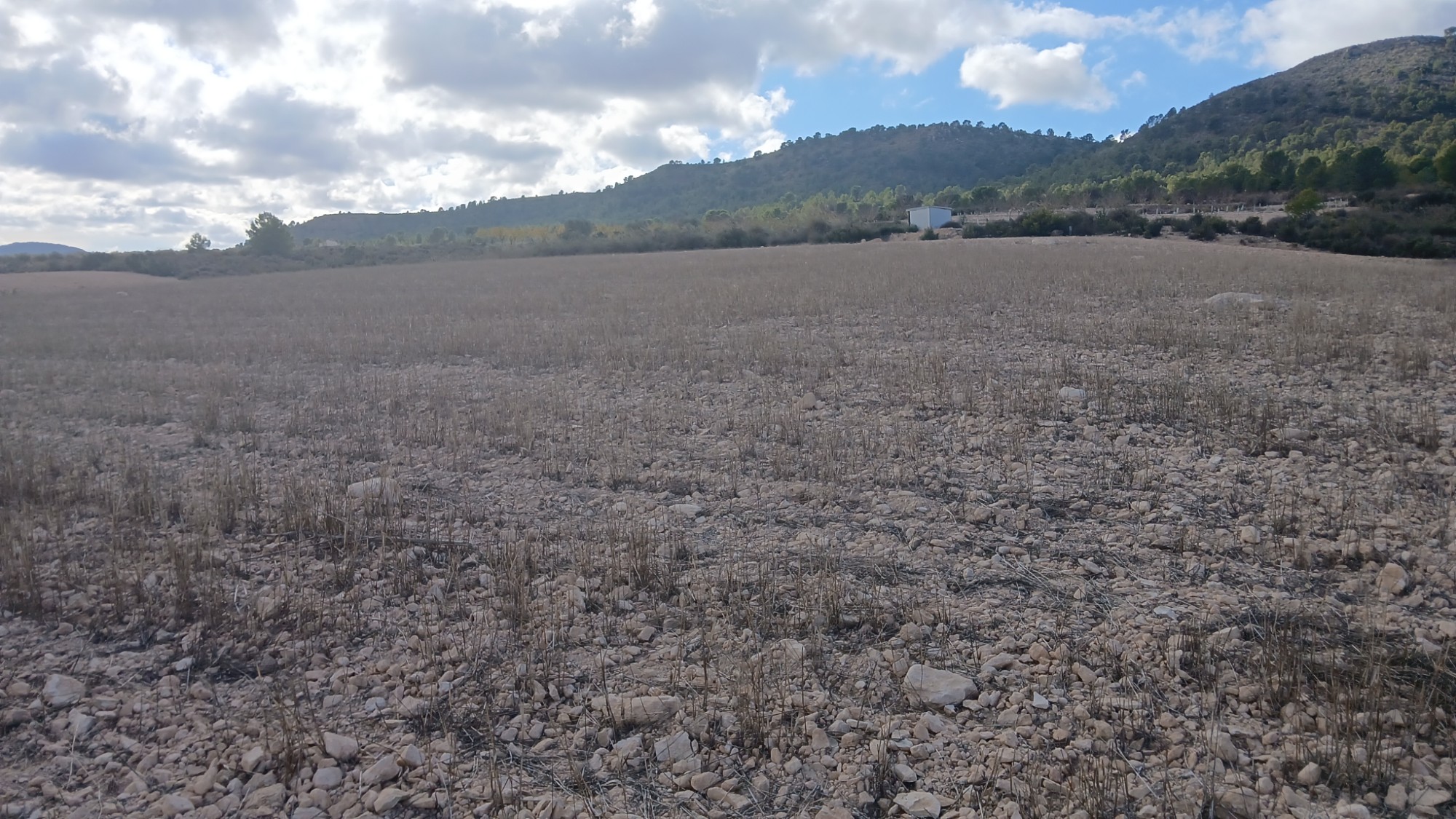 Garden in land for sale in Yecla