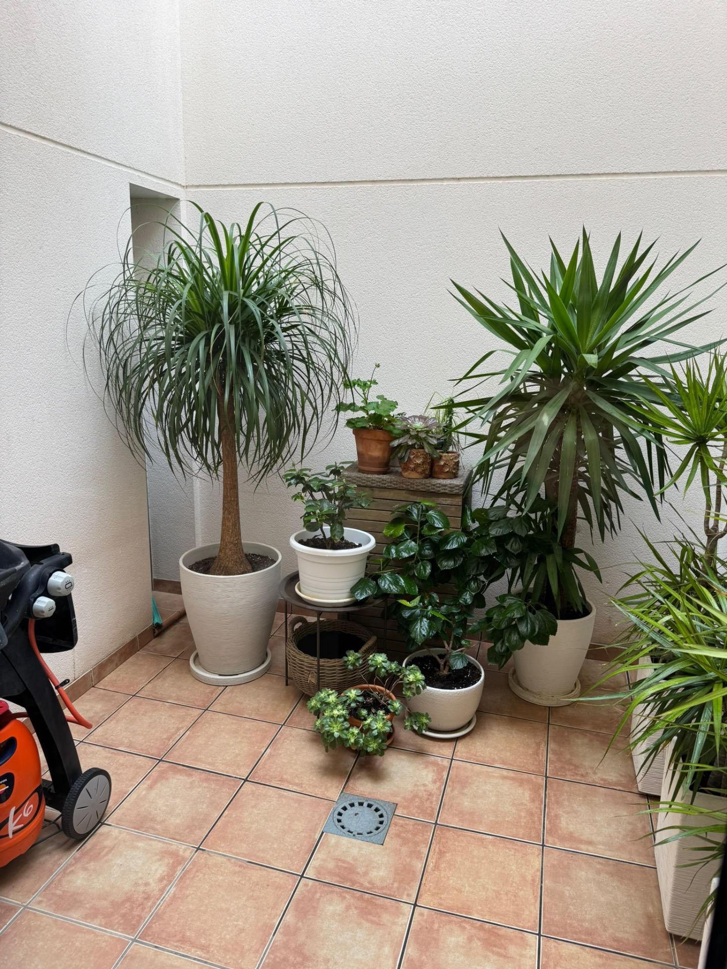Garden in terraced for sale in Torrevieja