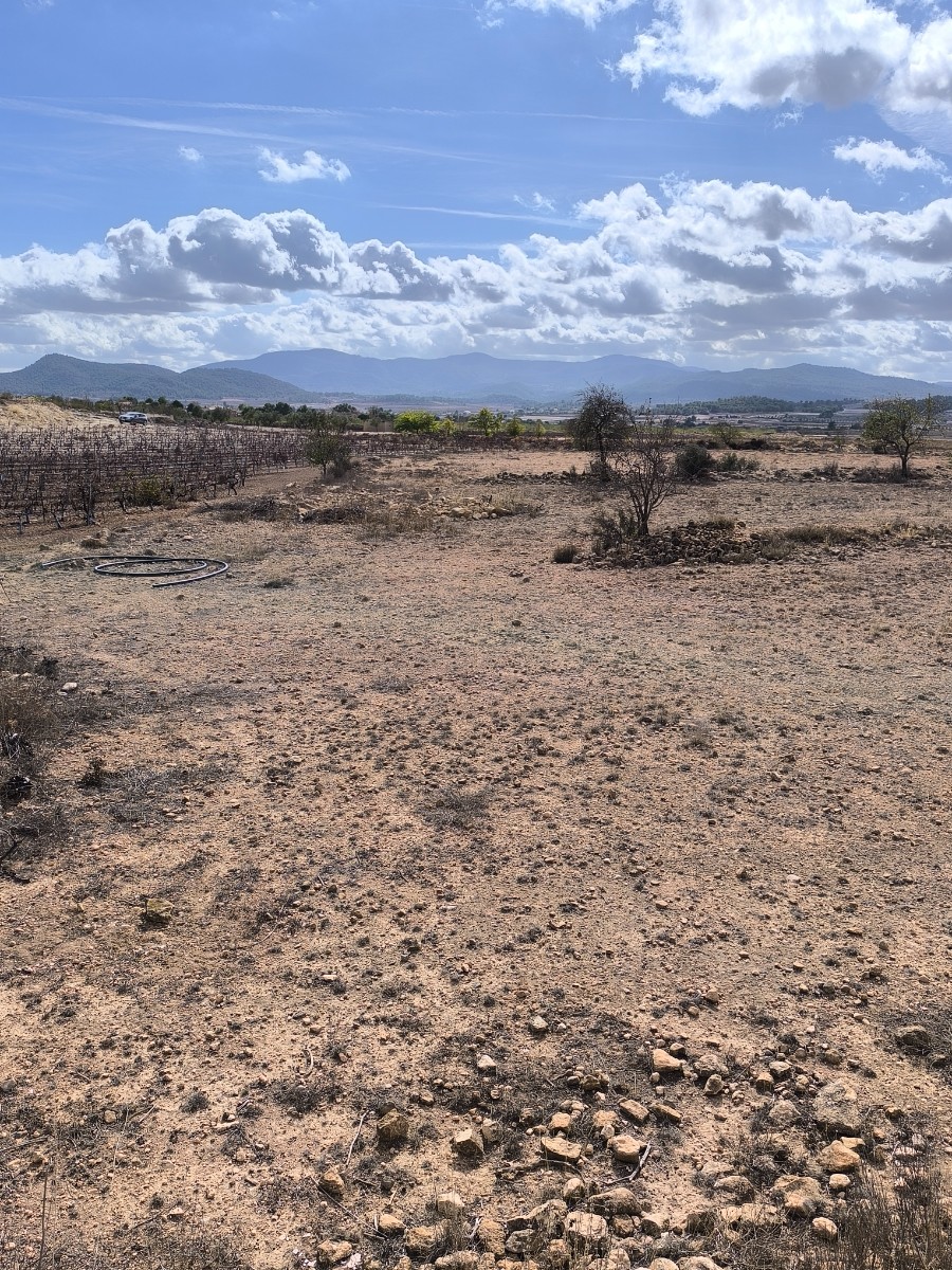 Terrace in land for sale in Pinoso