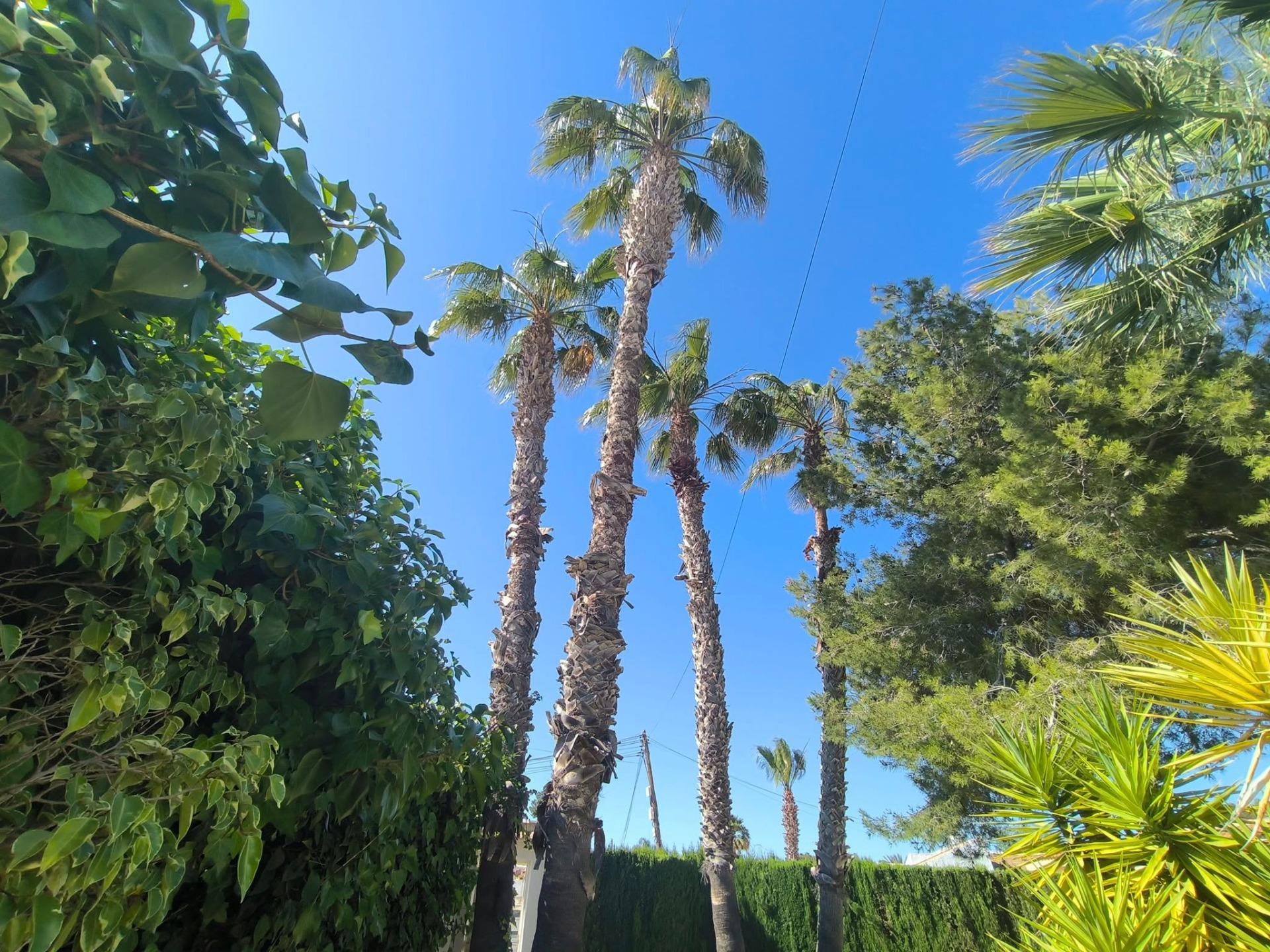 Pool area in villa for sale in Torrevieja