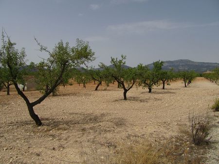 Terrace in land for sale in Murcia