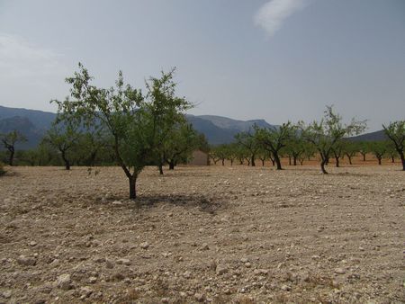 Bedroom in land for sale in Murcia