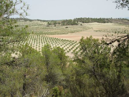 Master bedroom in land for sale in Murcia