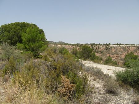 Garden in land for sale in Murcia