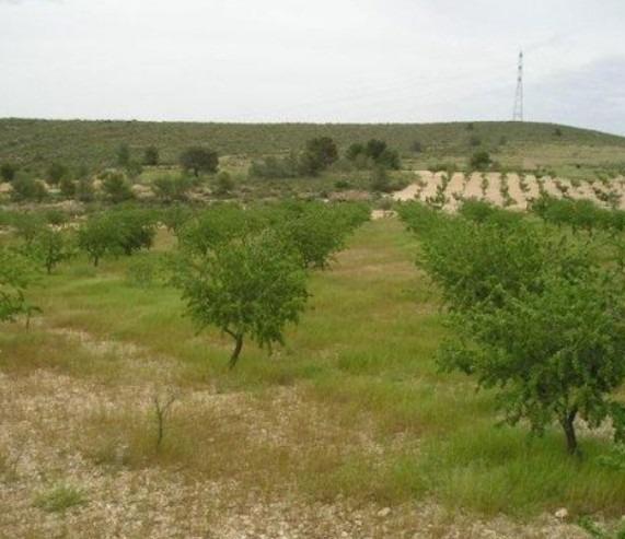 Terrace in land for sale in Abanilla