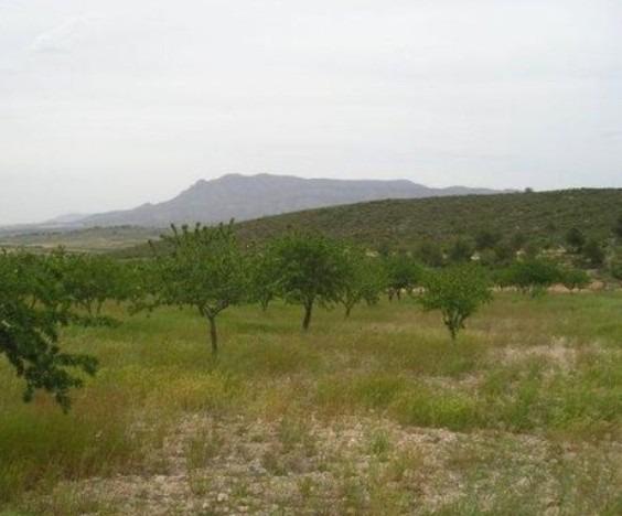 Garden in land for sale in Abanilla