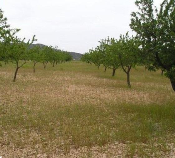 Dining area in land for sale in Abanilla