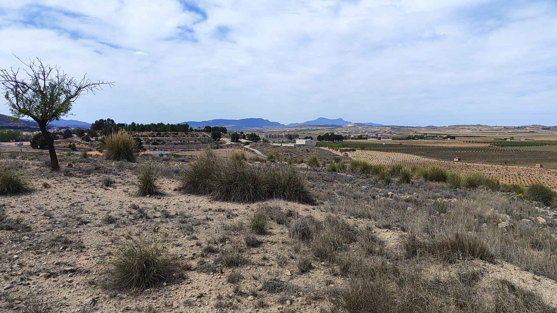 This 17,300 m² parcel is located just 800 meters from the town of Pinoso, Alicante