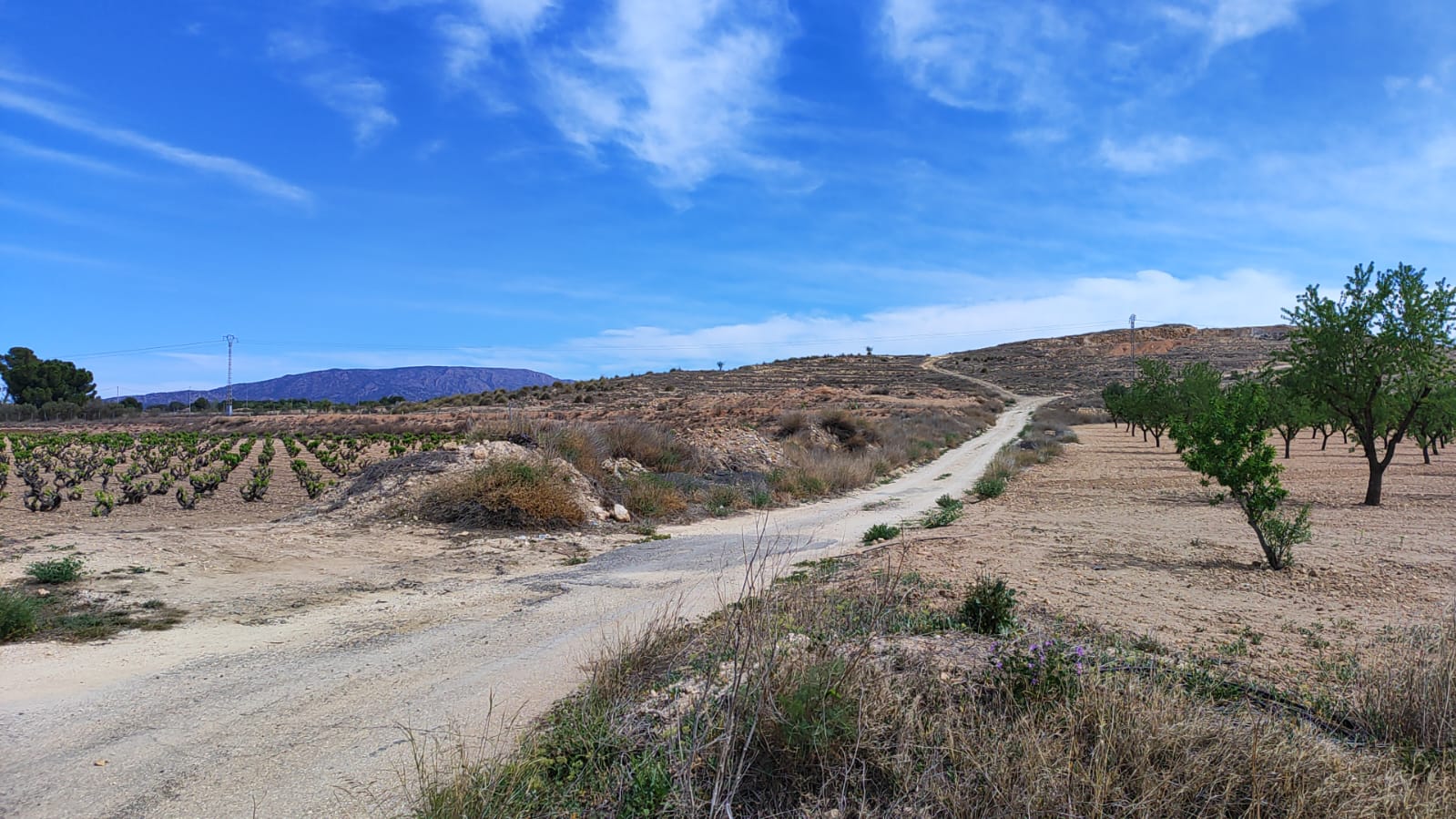 Terrace in land for sale in Pinoso