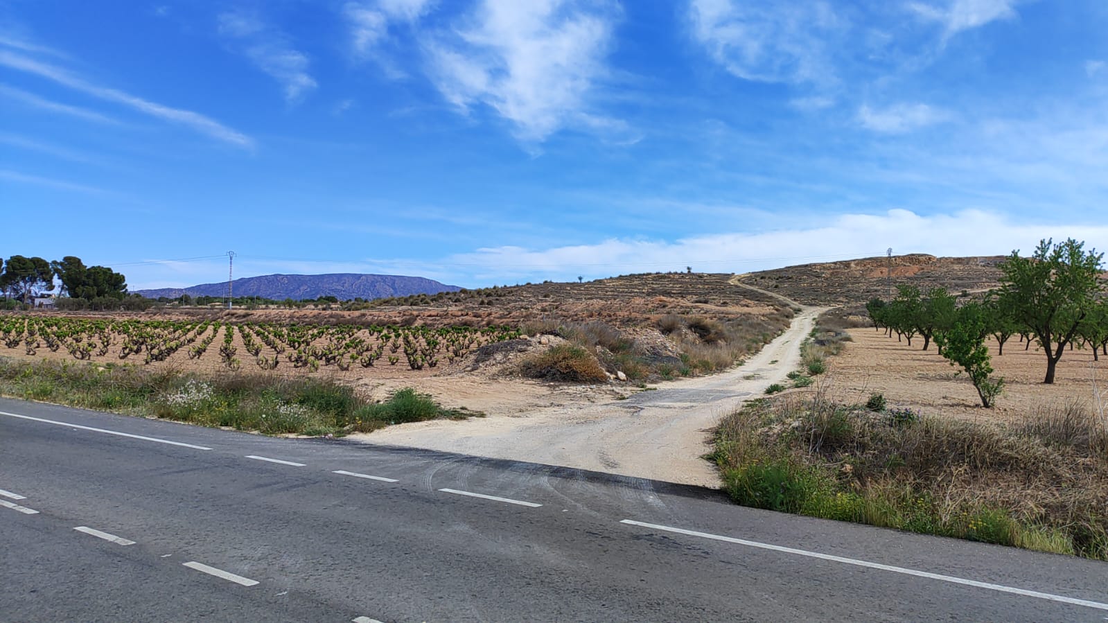 Garden in land for sale in Pinoso