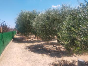 Garden in villa for sale in Elche