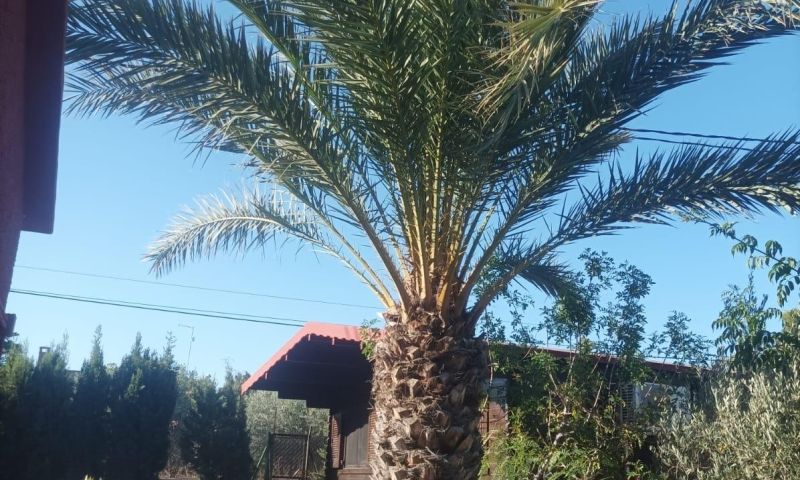 Pool area in villa for sale in Elche