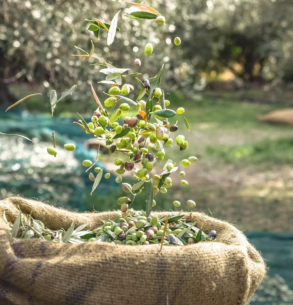 For Sale: An exclusive certified organic agricultural estate located in the Murcia region, with exce
