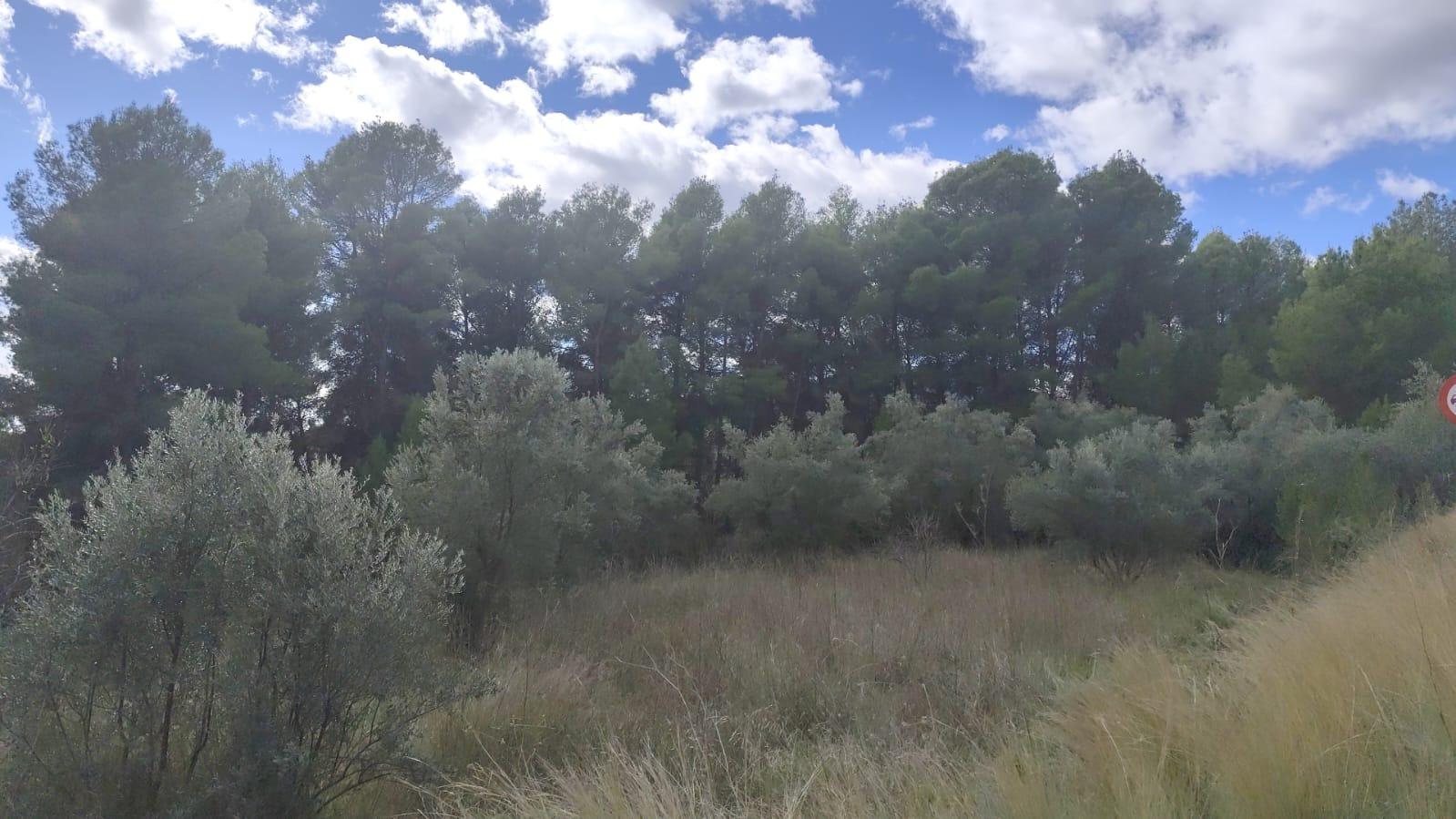 Pool area in land for sale in Moratalla