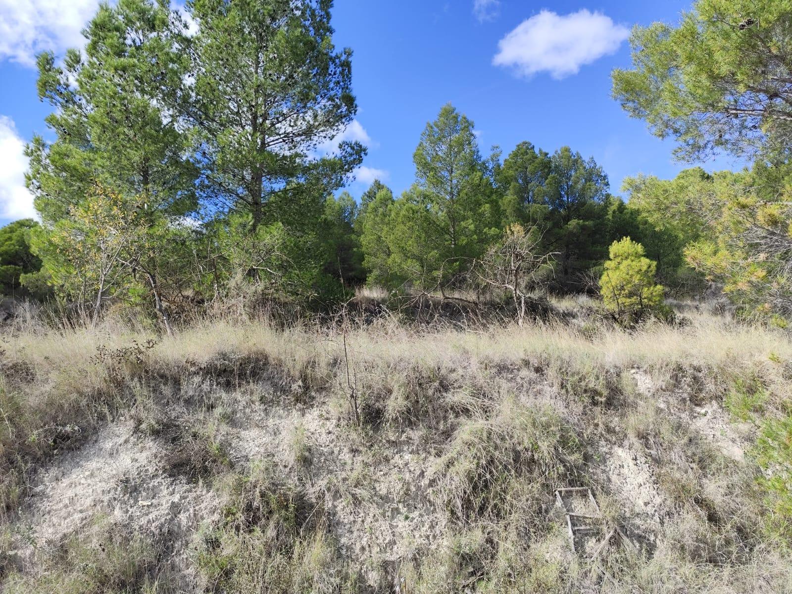 Garden in land for sale in Moratalla