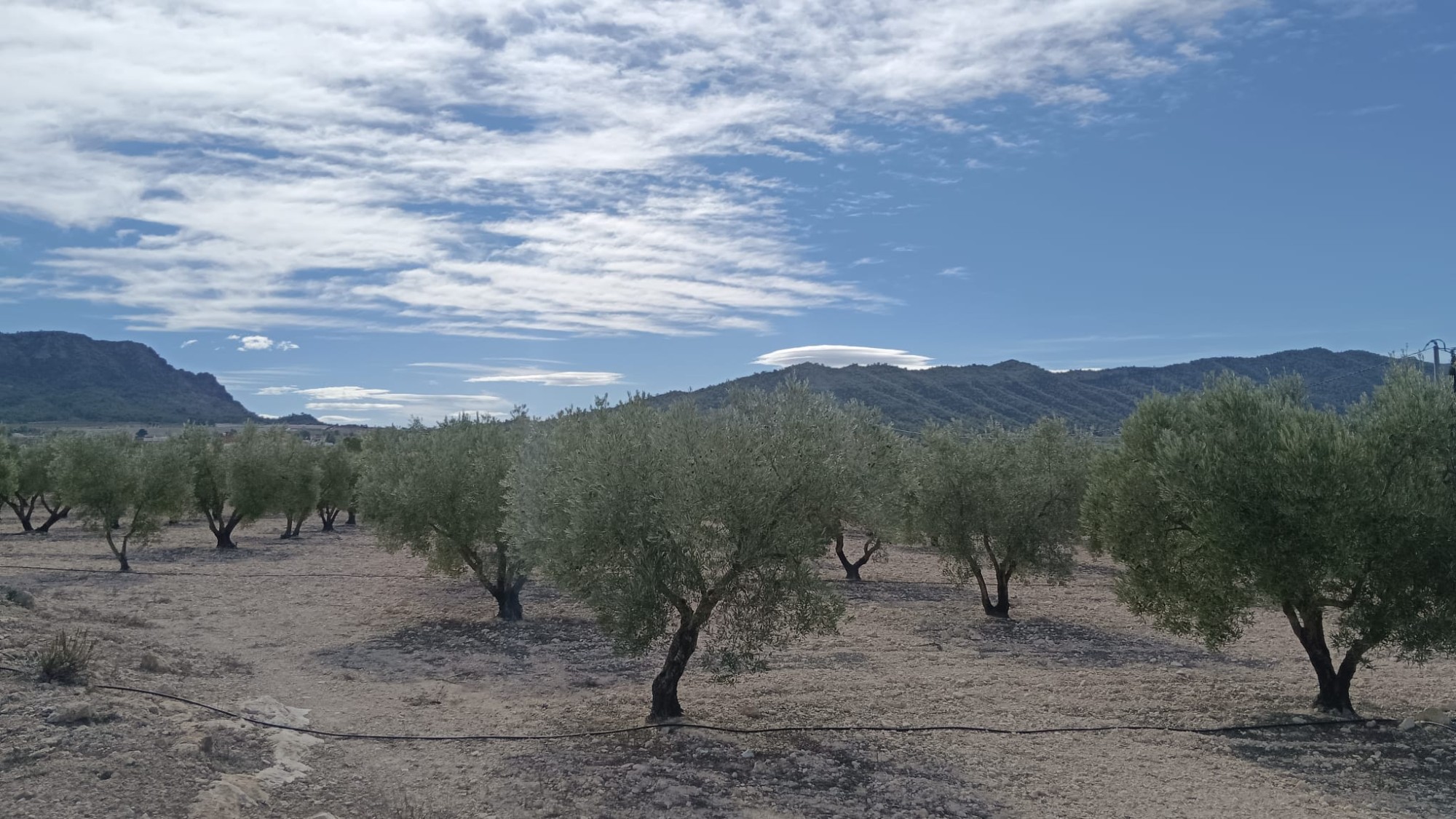 Terrace in land for sale in Salinas
