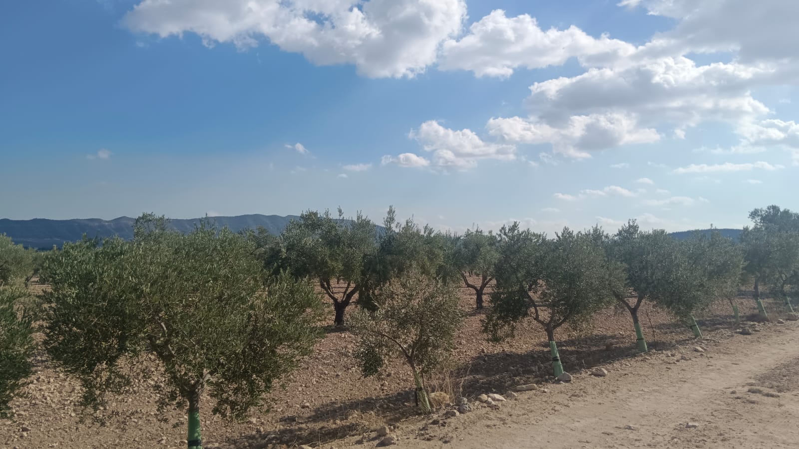 Terrace in land for sale in Salinas