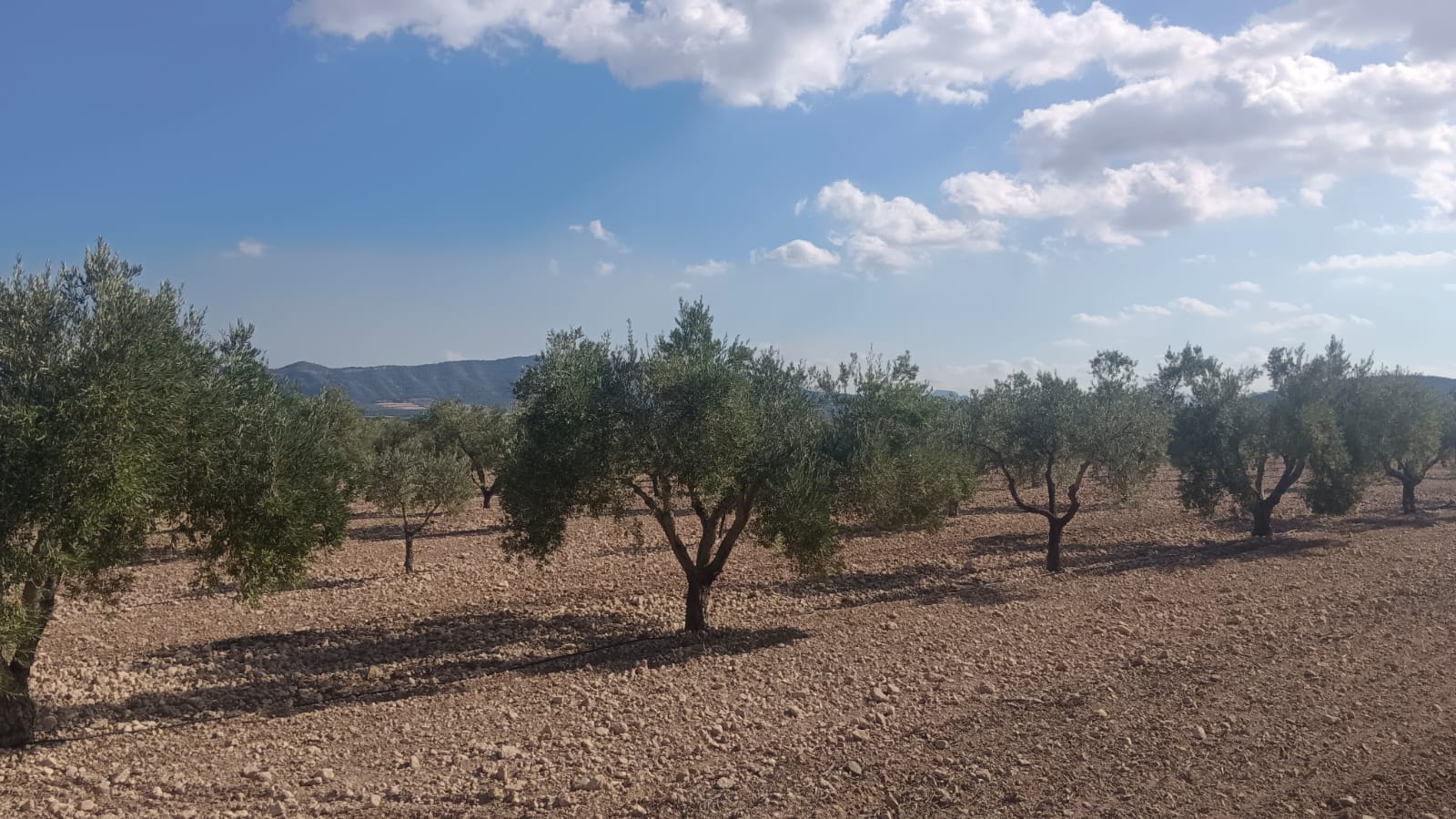 Bedroom in land for sale in Salinas