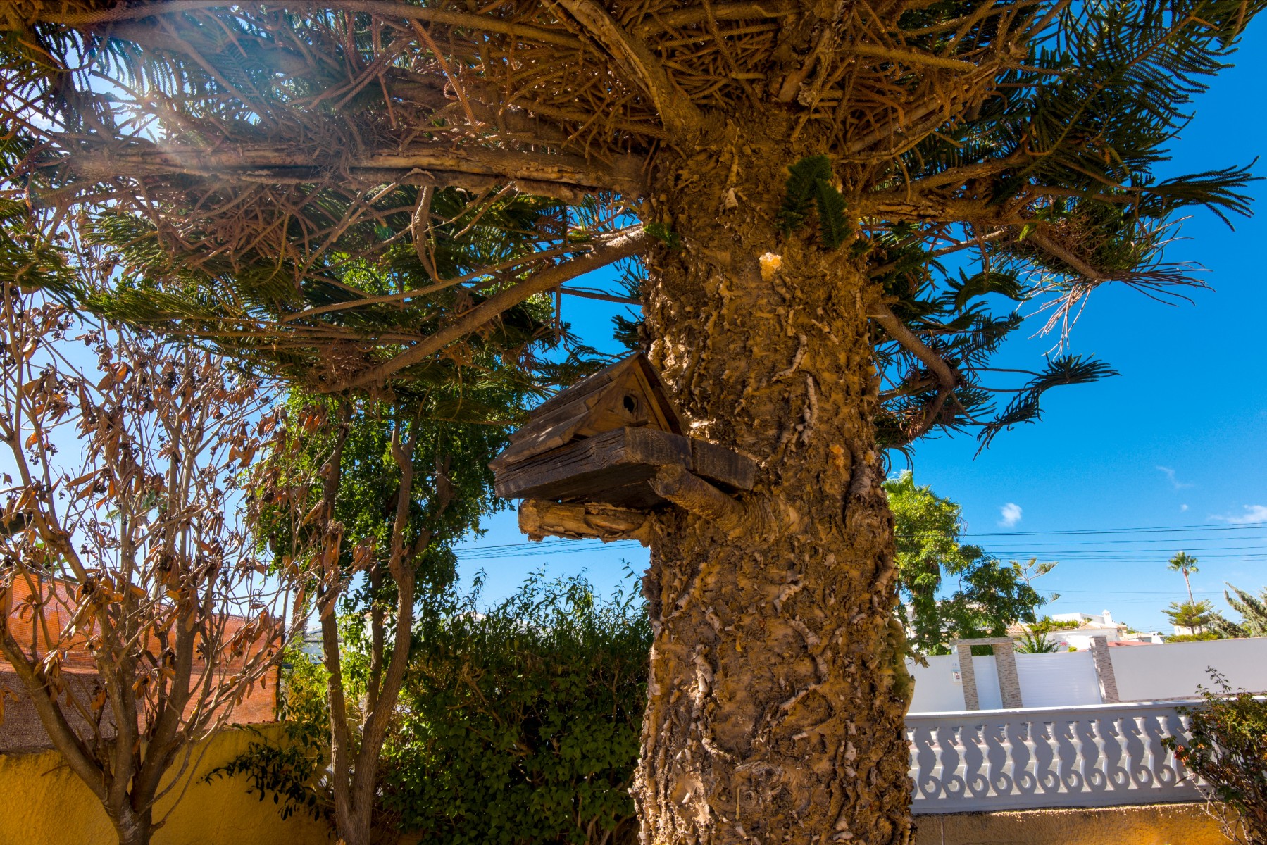 Garden in villa for sale in La Siesta