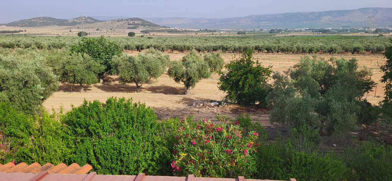 Garden in villa for sale in Biar