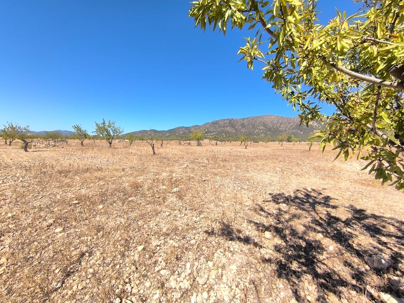 Rural building parcel of rectangular shape, in a tranquil area north of Monovar, with almost 29