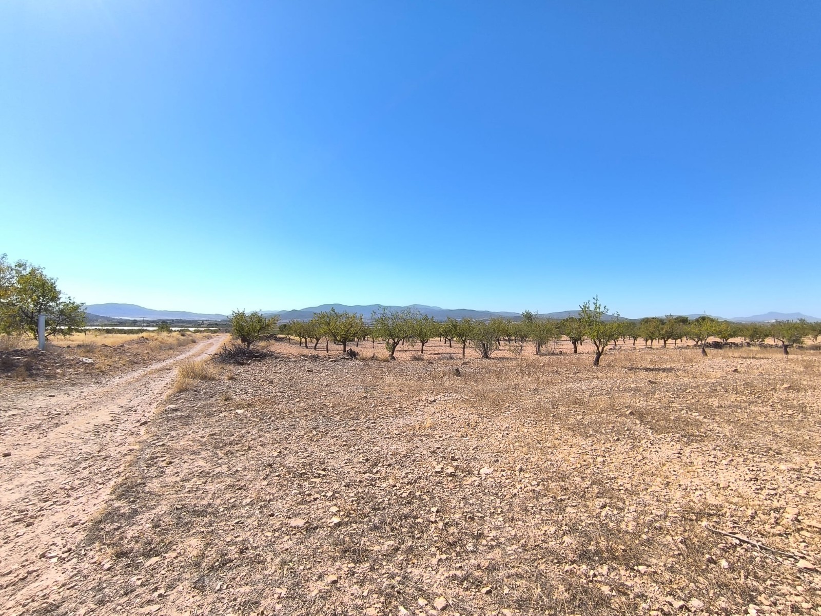 Rural building parcel of rectangular shape, in a tranquil area north of Monovar, with almost 29