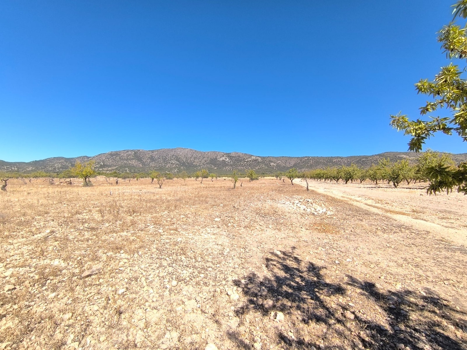 Rural building parcel of rectangular shape, in a tranquil area north of Monovar, with almost 29