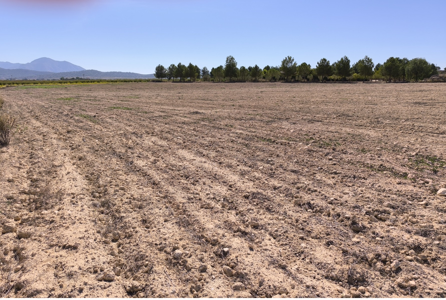Garden in land for sale in Pinoso