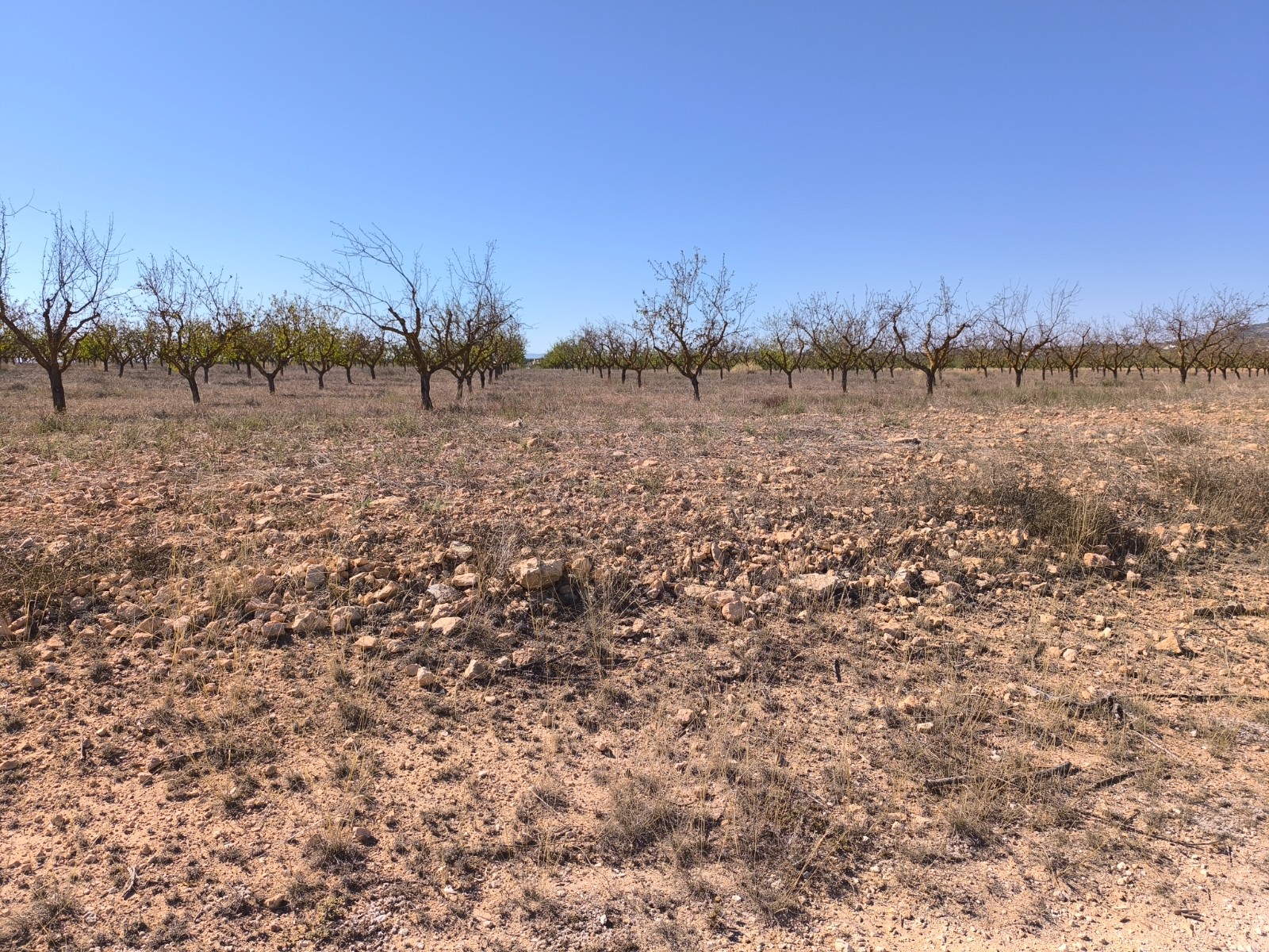 Terrace in land for sale in Pinoso