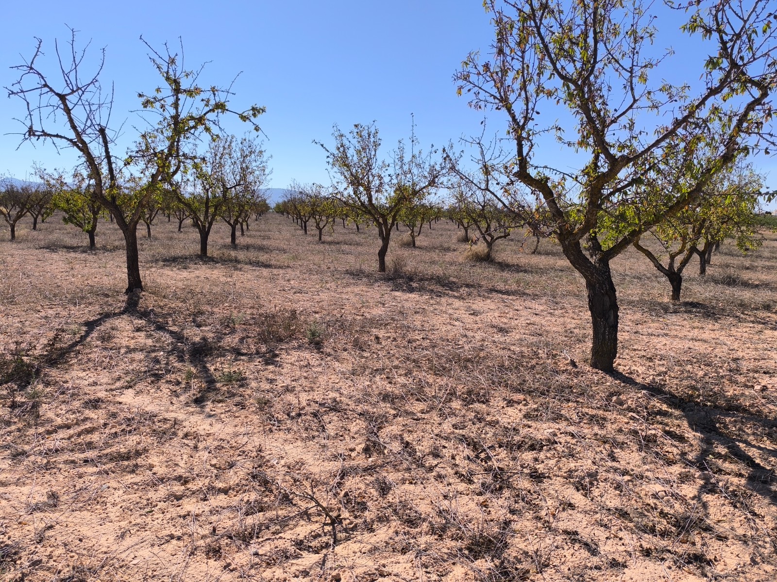 Garden in land for sale in Pinoso