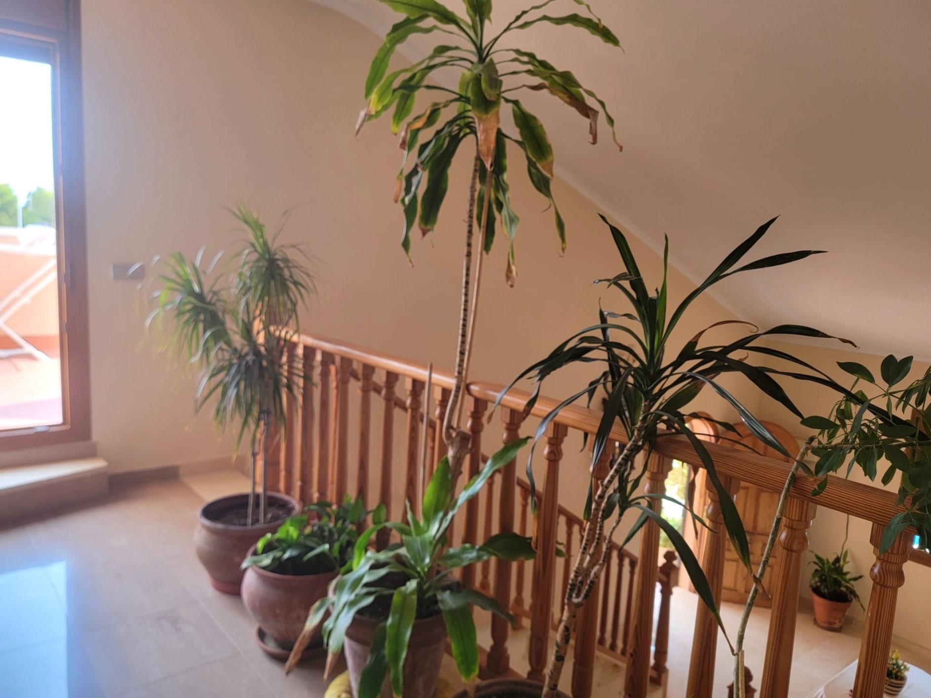 Exterior view in villa for sale in Torrevieja
