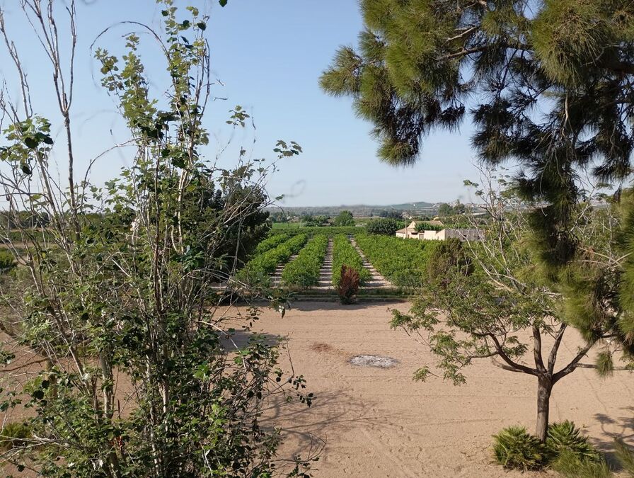 Exterior view in villa for sale in Daya Nueva