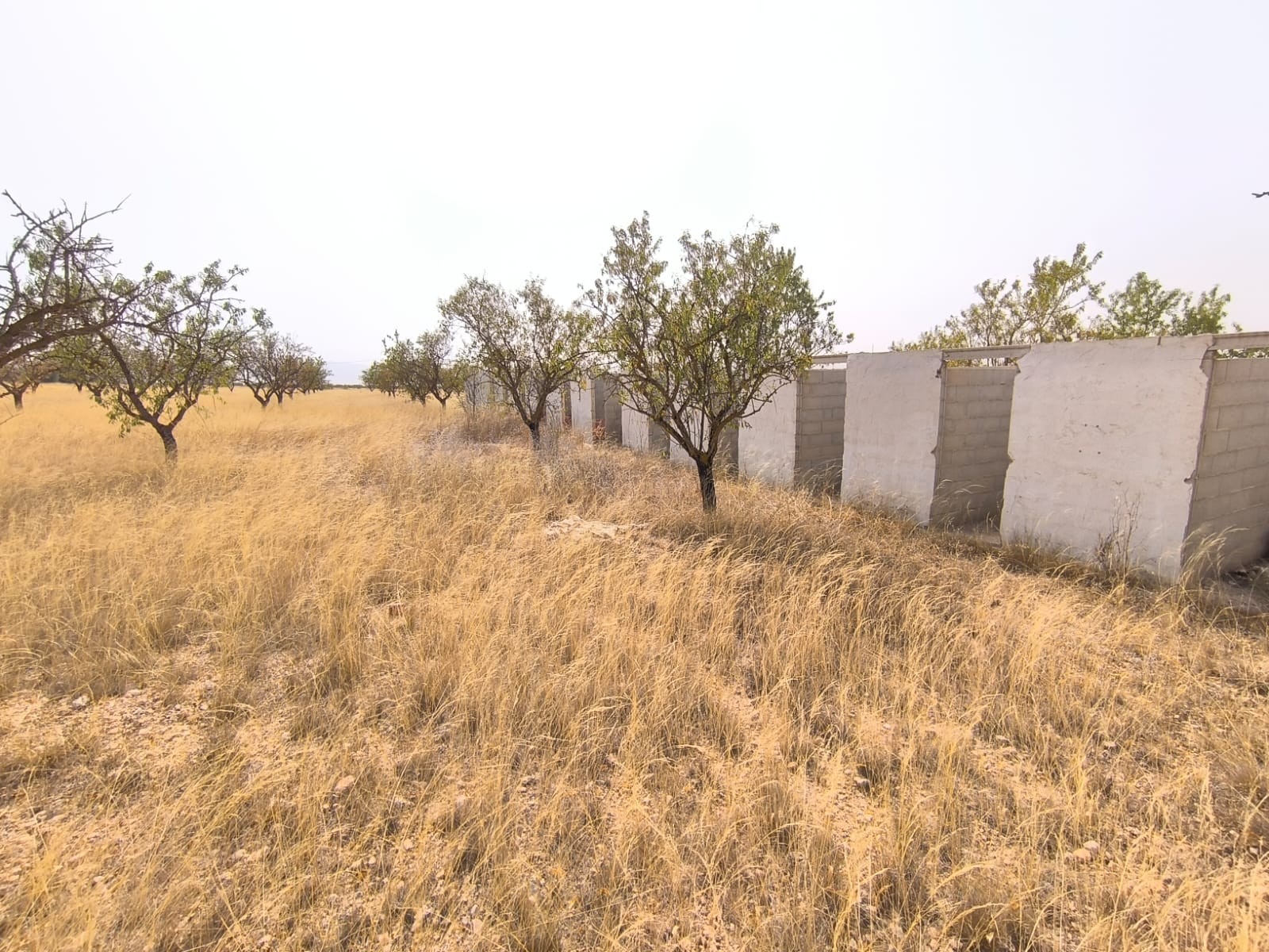 Terrace in land for sale in Yecla